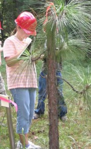 Young woman dentifying a pine tree
