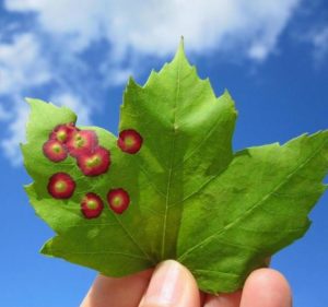 The eyespot galls found on red maple leaves are caused by the larvae of a midge, a type of small fly. Image: D. D. O’Brien, Cornell University, Bugwood.org.
