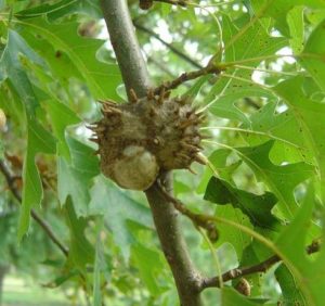 The horned oak gall is caused by a wasp that typically infests pin, scrub, black, blackjack, and water oaks. Image: J. Sharman, Vitalitree, Bugwood.org.