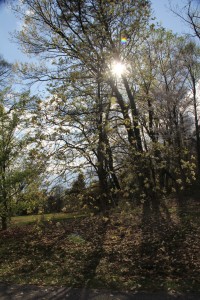 Cover photo for A Short Guide to Modern Mapping Systems for Managing Woodlands