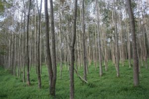 rows of trees with a short understory