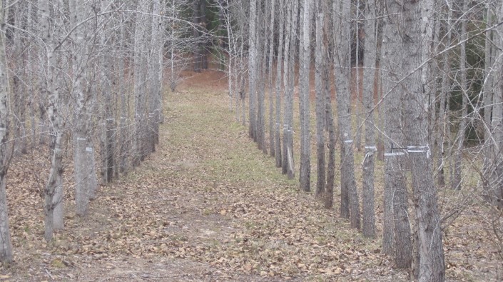 space between rows of young trees