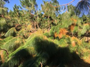 Longleaf pine blown over by hurricane winds