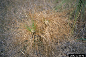 longleaf pine seedling with brown spot disease