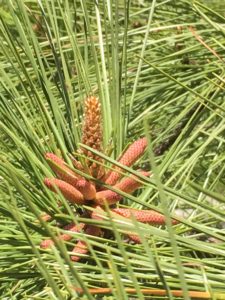 Image of pine pollen