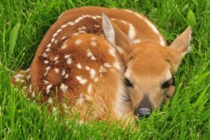 Deer Fawn bedding in grass