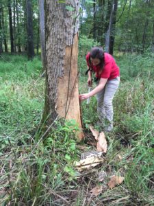 Dr. Kelly Oten in the field examining a tree