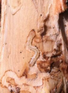 This figure depicts the emerald ash borer larva feeding on the inner back of ash trees.