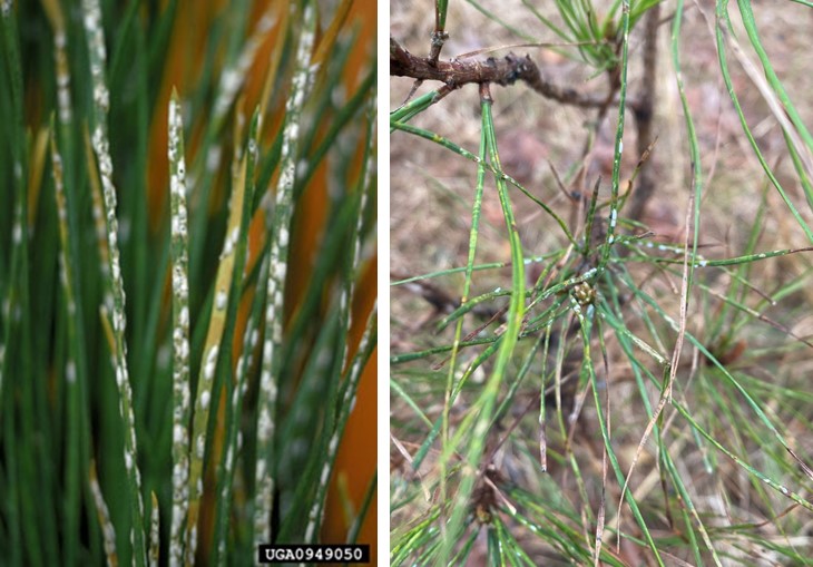 Images show heavy and light infestations of pine needle scale on pine needles.