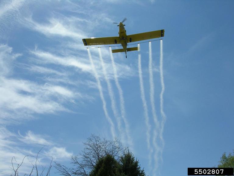 an airplane flies low over a forest, releasing pheromone