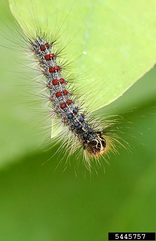 Lymantria dispar caterpillar on leaf, fuzzy with red and blue dots