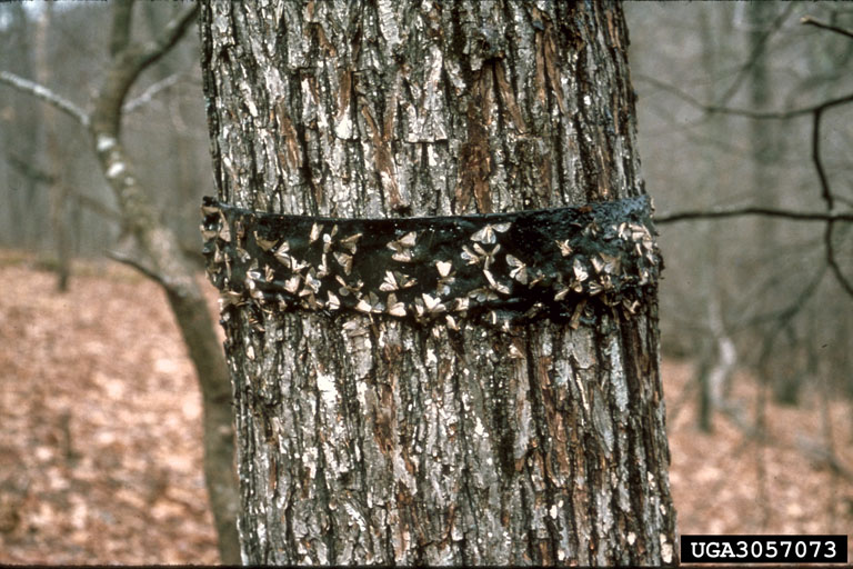 A black band wrapped around a tree trunk is covered in small moths.