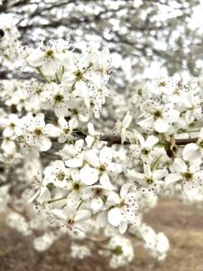 Close up image of multiple white Bradford pear flowers with pink or brown speckles on the petals. 