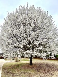 Image of a blooming Bradford pear tree with vibrant white blooms covering the tree.