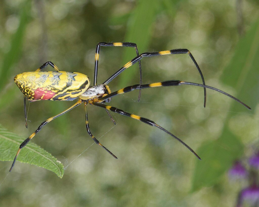 spider with black and yellow striped legs 