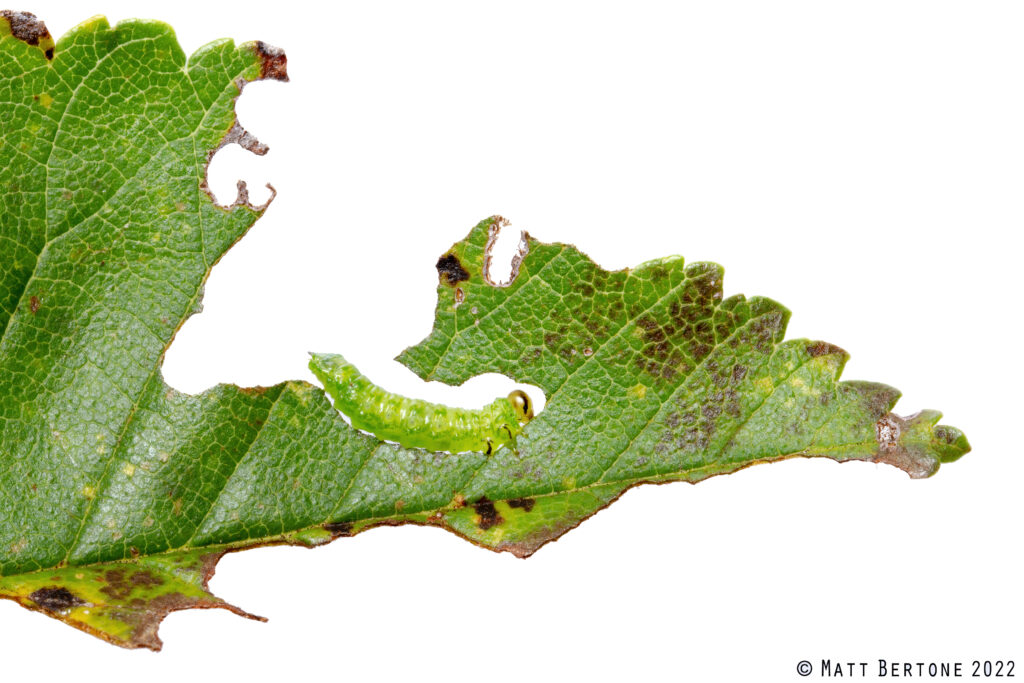 A green caterpillar-like insect feeds on a green leaf.