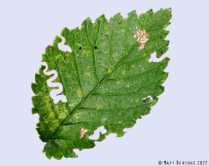 A green leaf with a zigzag pattern of leaf tissues removed. 