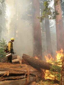 Image of Elliot Nauert in fire gear monitoring a prescribed burn surrounded by Sequoia trees in the Sequoia National Park.