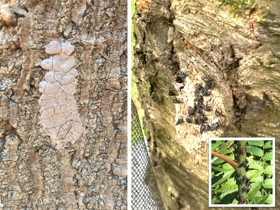 Mud-like smear (egg mass) on tree bark, and small black and white spotted insects on plants