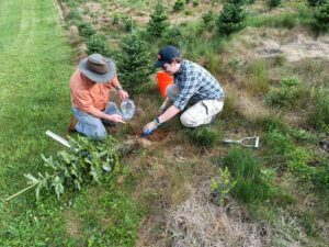 Image of Dr. Will Kohlway and an associate working with a Christmas tree.