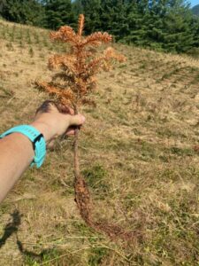 J rooting seedling held out to show brown, dry state