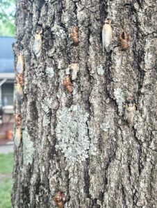 Several white cicadas and brown cicada exoskeletons on a tree trunkj,