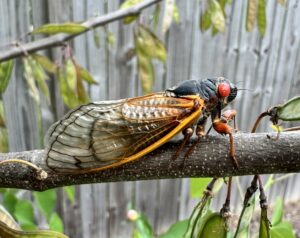 A black insect with orange wings and red eyes