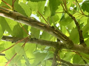Branch with several cuts in it