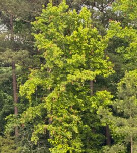 A green tree with many brown branch tips 