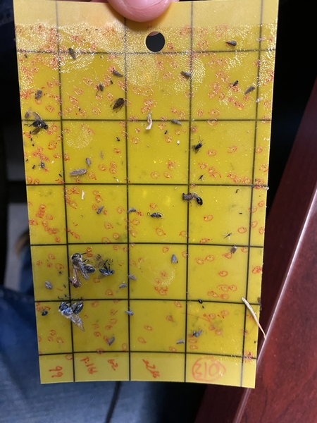 Yellow sticky trap sheet covered in cryptomeria scale