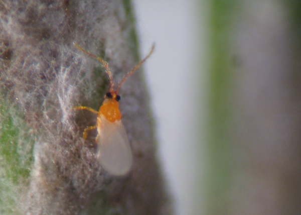 Dorsal view of cryptomeria scale