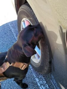 A black dog smelling a tire