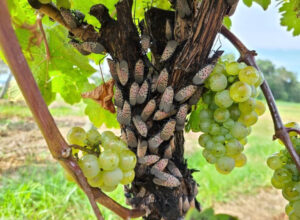 Many insects clusters on grapevine